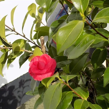 Flynns Of Boutique Termonfeckin