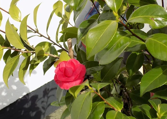 Flynns Of Termonfeckin